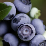 Blog: Pasning af blåbærbuske
